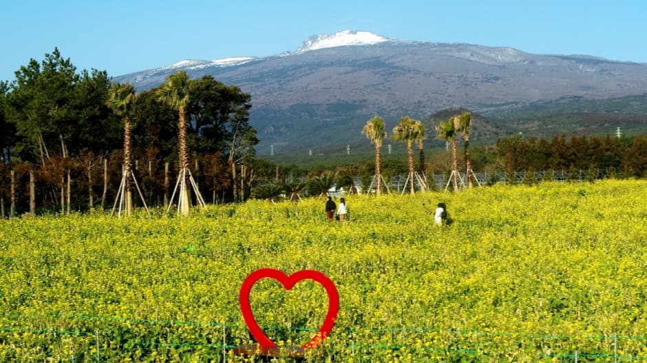 휴애리 유채꽃 축제 5