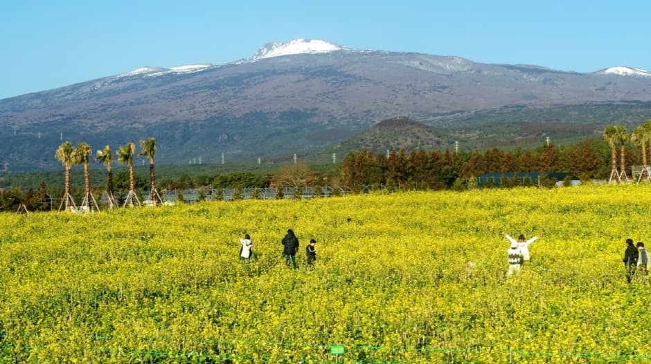 휴애리 유채꽃 축제 6