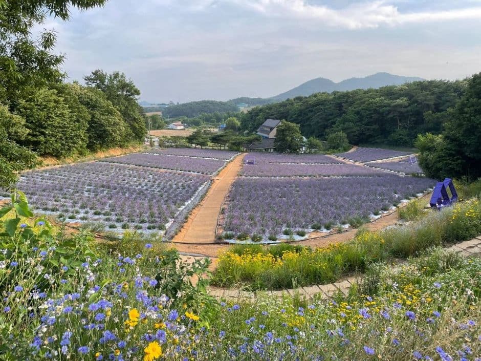 2025 고창청농원 라벤더 축제 4