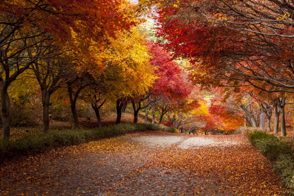 충남_천안_단풍나무숲길독립기념관_풍경5