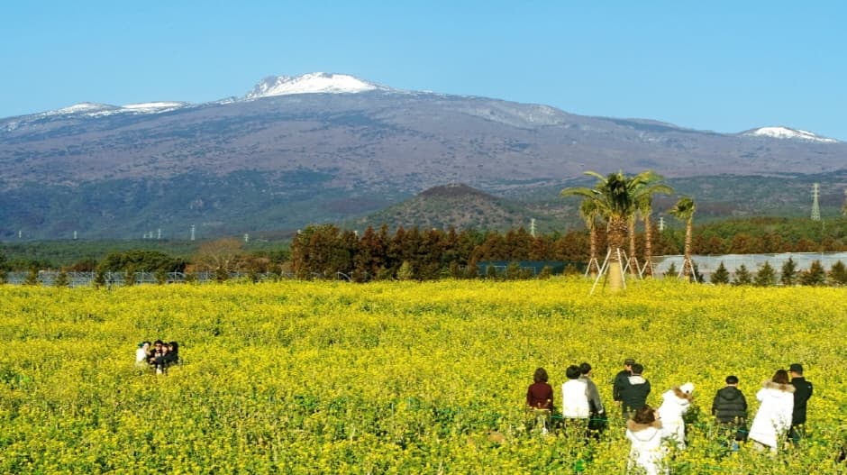 휴애리 유채꽃 축제 4