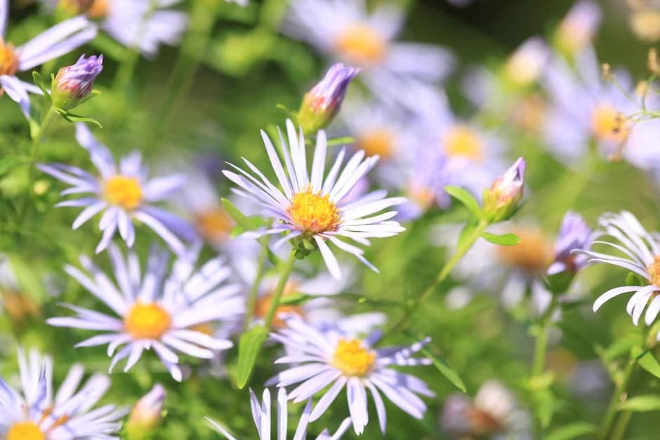 アチムゴヨ樹木園野菊展示会(아침고요수목원 들국화전시회)