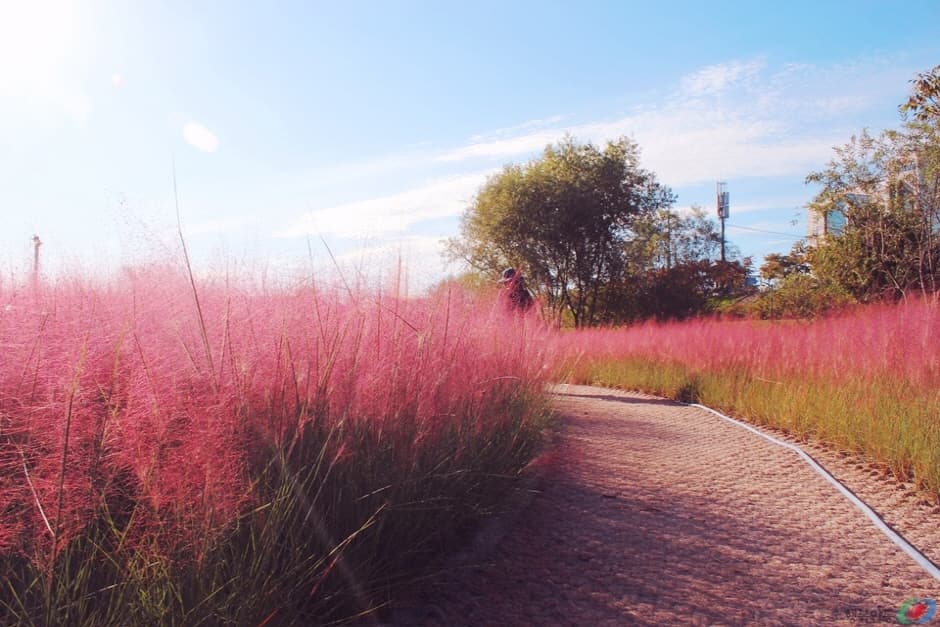 그라스원_핑크뮬리1