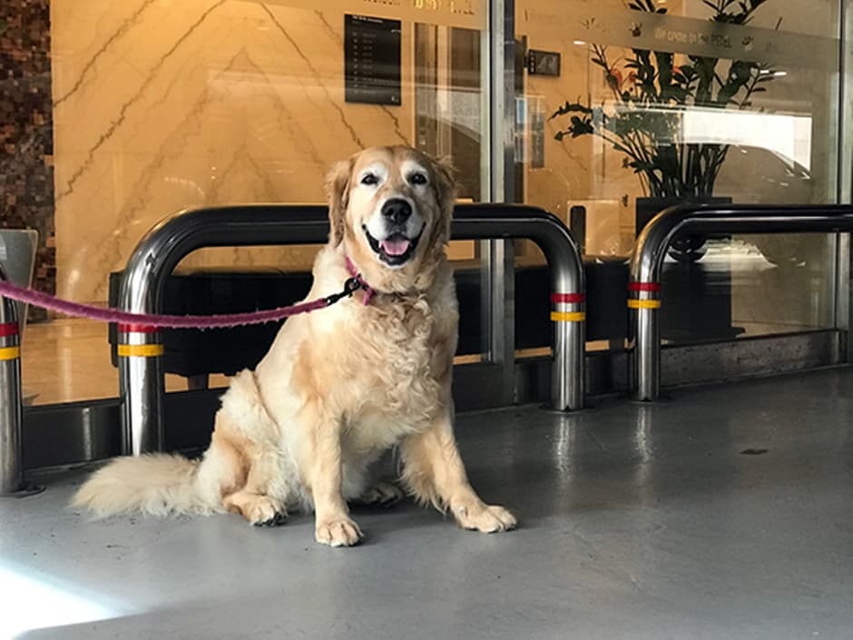 더펫텔프리미엄스위트 (6)