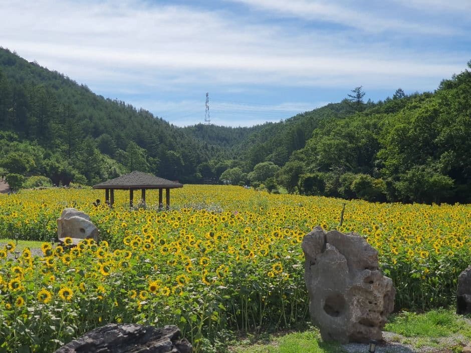 2025 태백 해바라기축제 3