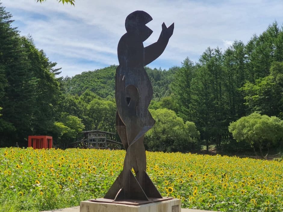 2025 태백 해바라기축제 4