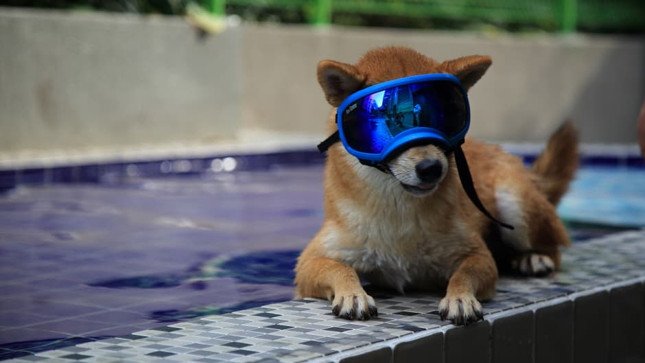 더펫텔프리미엄스위트 (8)