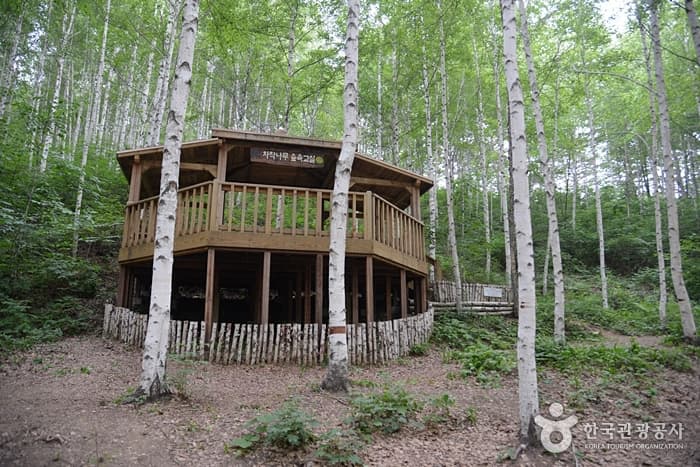 강원_인제_눈부신 수피가 불러오는 북방의 그리움15