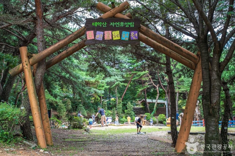 태학산 치유의 숲