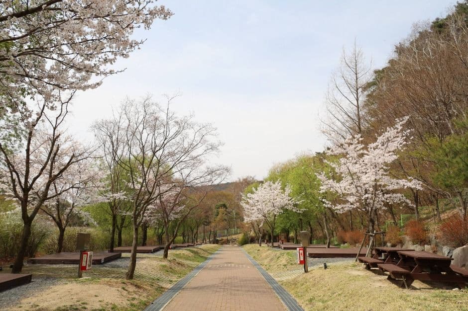 대구_팔공산국립공원 도학야영장 (7)