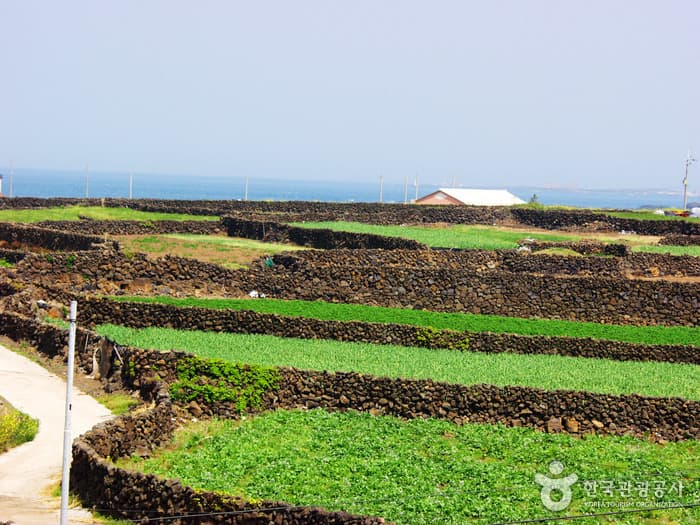 하도리별방진_04