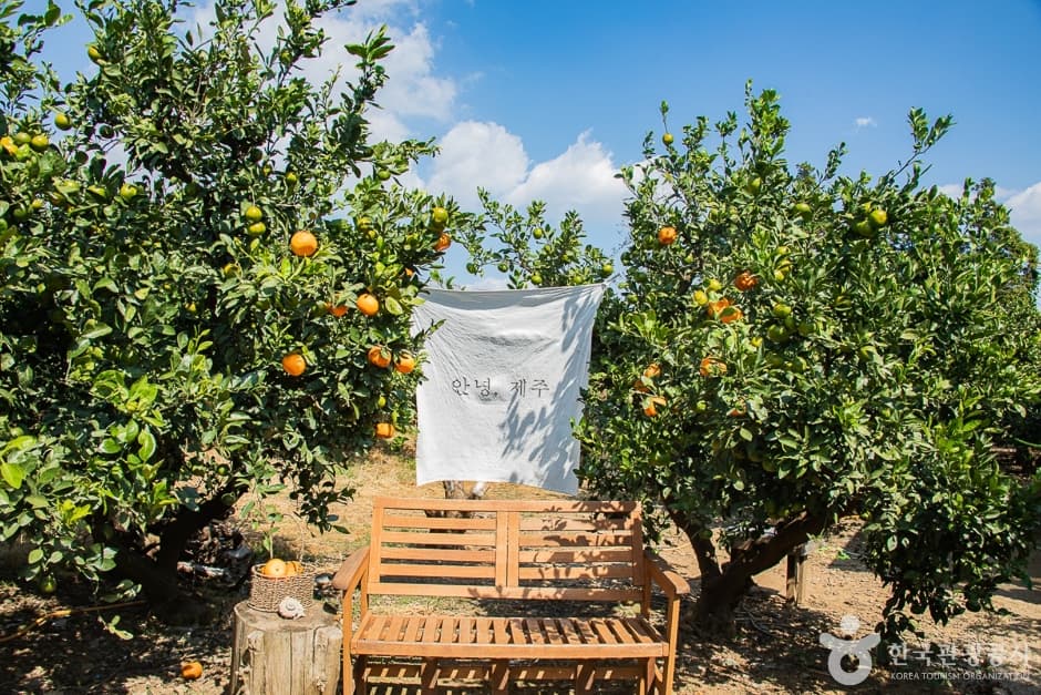 제주에인 감귤밭 (8)