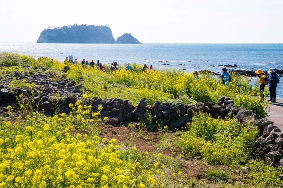 Torneo de Senderismo de las Flores de Colza de Seogwipo (서귀포 유채꽃 국제걷기대회)