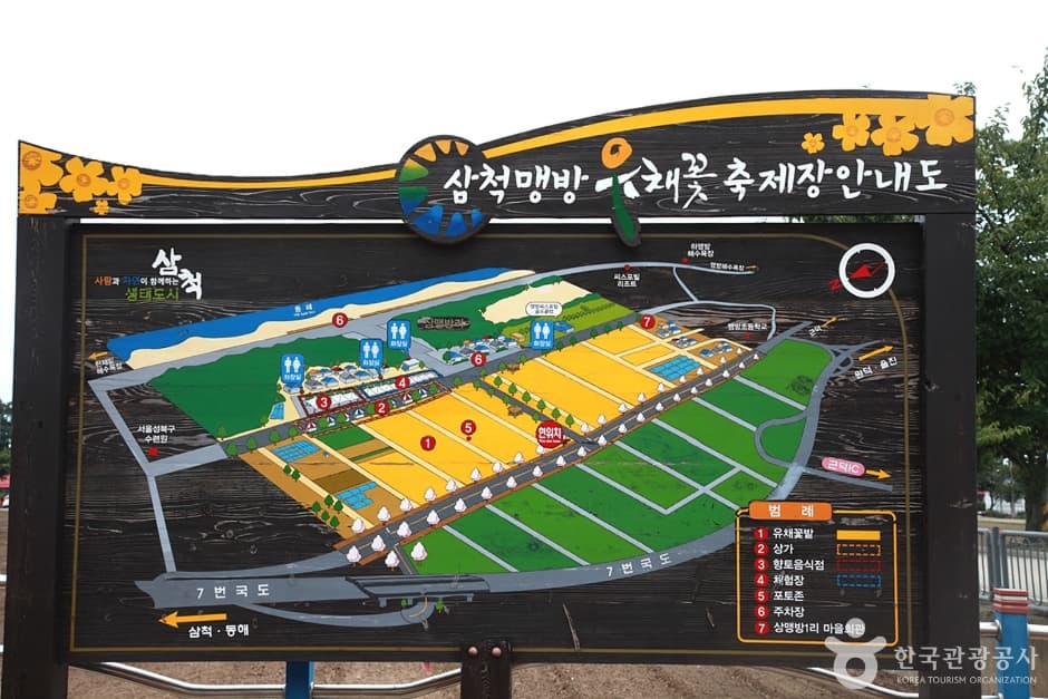 삼척 맹방유채꽃 마을 (1)