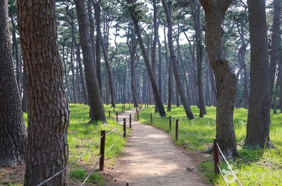 대왕암 송림 (4)