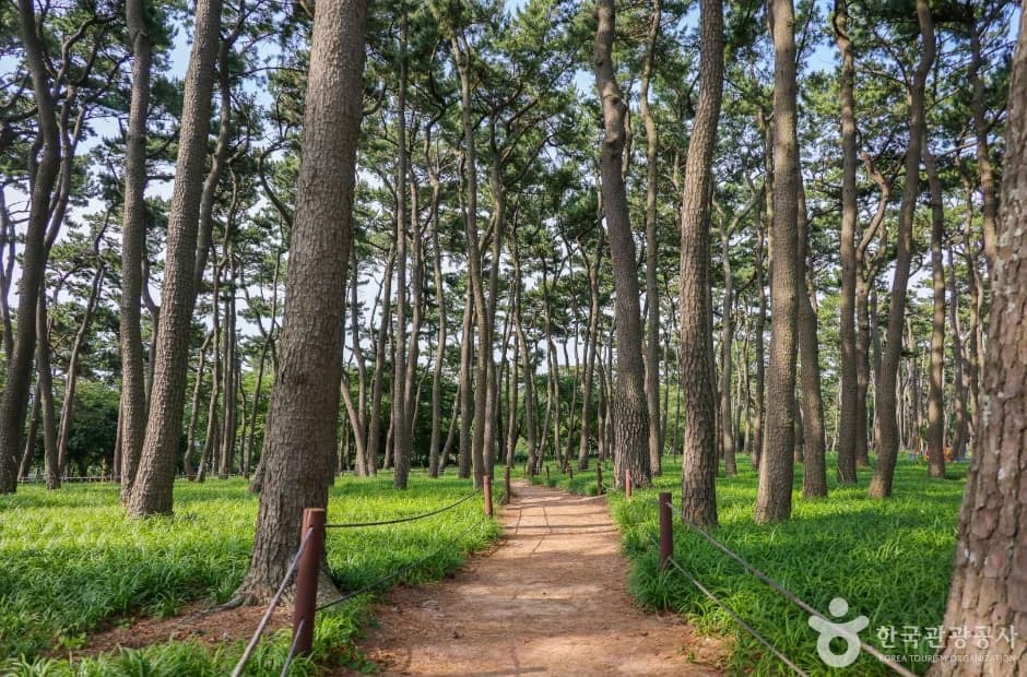 대왕암 송림 (6)