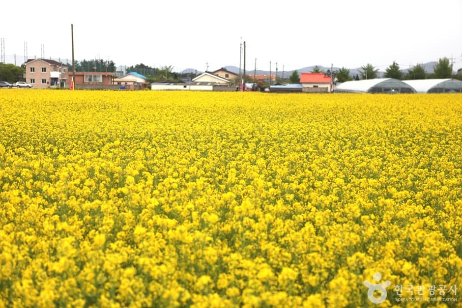 Aldea de Flores de Colza de Maengbang en Samcheok (삼척 맹방유채꽃 마을)