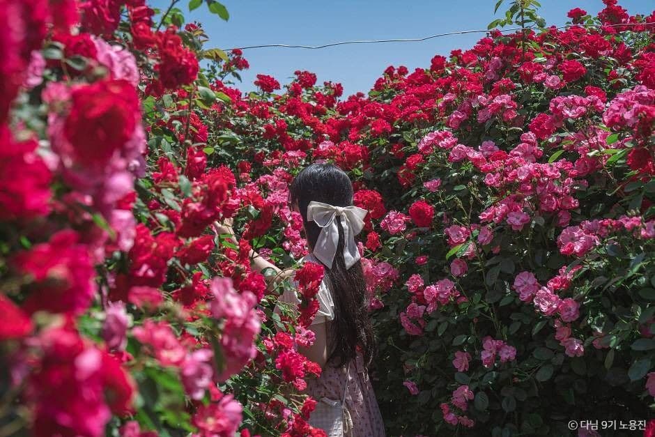 경산 하양경관농업단지