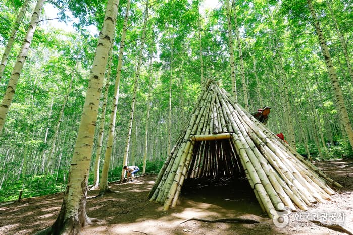 Forêt de bouleaux Wondaeri (원대리 자작나무 숲)