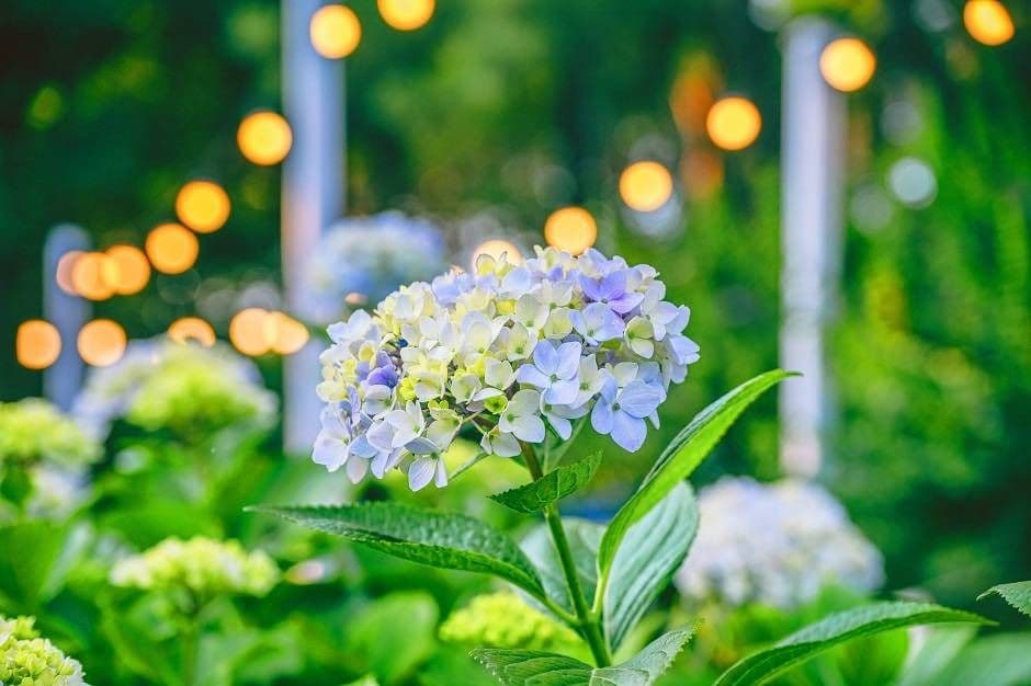 2025 장생포 수국 페스티벌 1