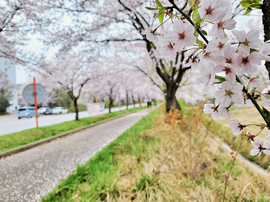 平泽湖艺术公园(평택호예술공원)