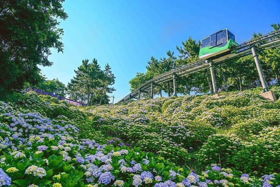 2025 장생포 수국 페스티벌 2