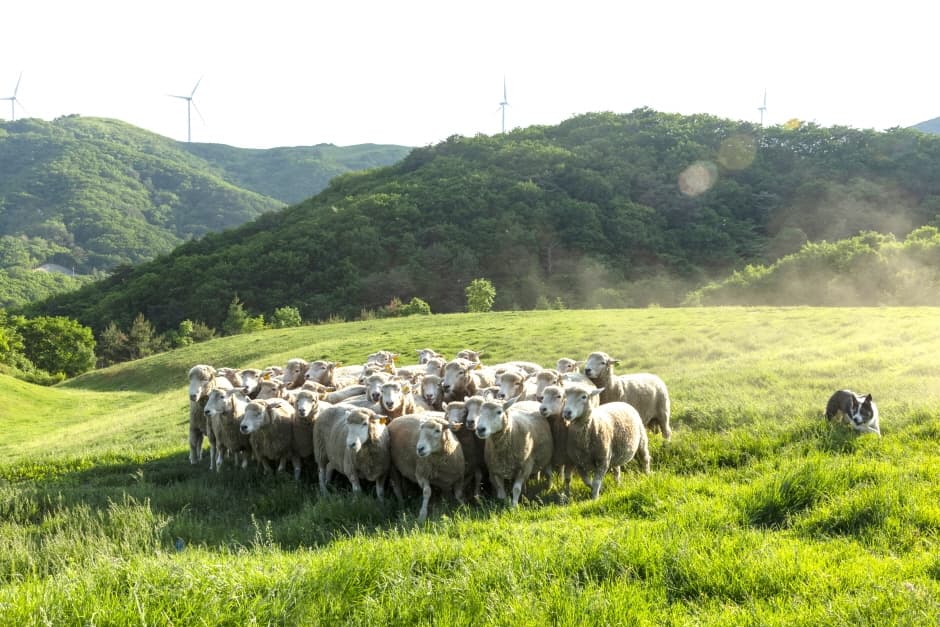 Samyang Roundhill (삼양라운드힐)