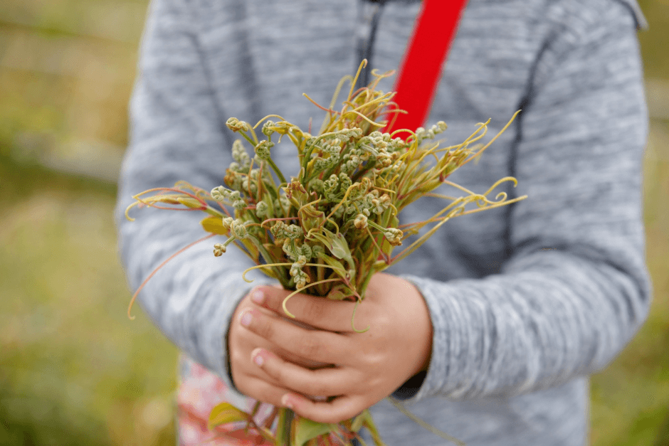 Festival del Gosari Puro del Monte Hallasan (한라산 청정 고사리축제)