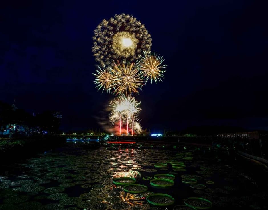 Фестиваль белых лотосов в Муане (무안 연꽃축제)