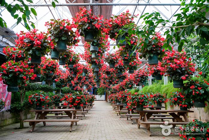 World Flower Botanical Garden (세계꽃식물원)