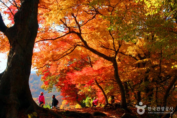 Горы Сонунсан (Национальный геопарк провинции Чолла-пукто) (선운산 (전북 서해안권 국가지질공원))