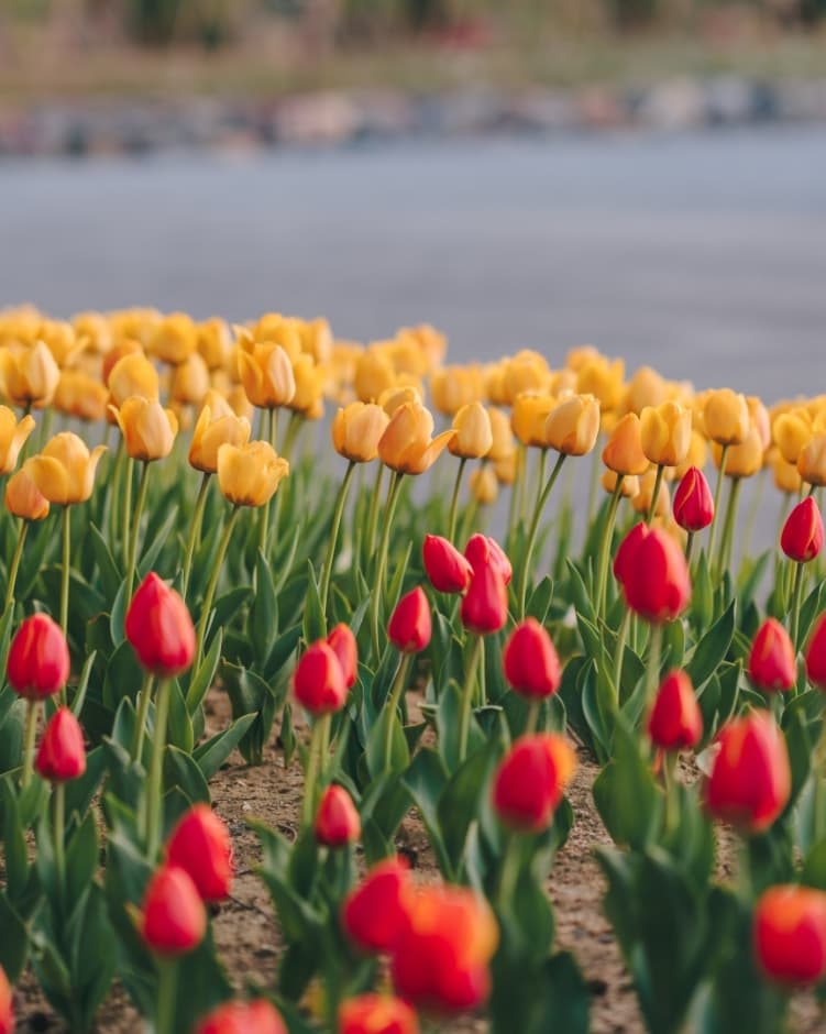 億万本の春花大饗宴チューリップ・スイセン祭り(억만송이 봄꽃대향연 튤립 수선화 축제)