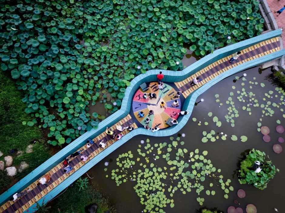 2024 무안 연꽃축제 3