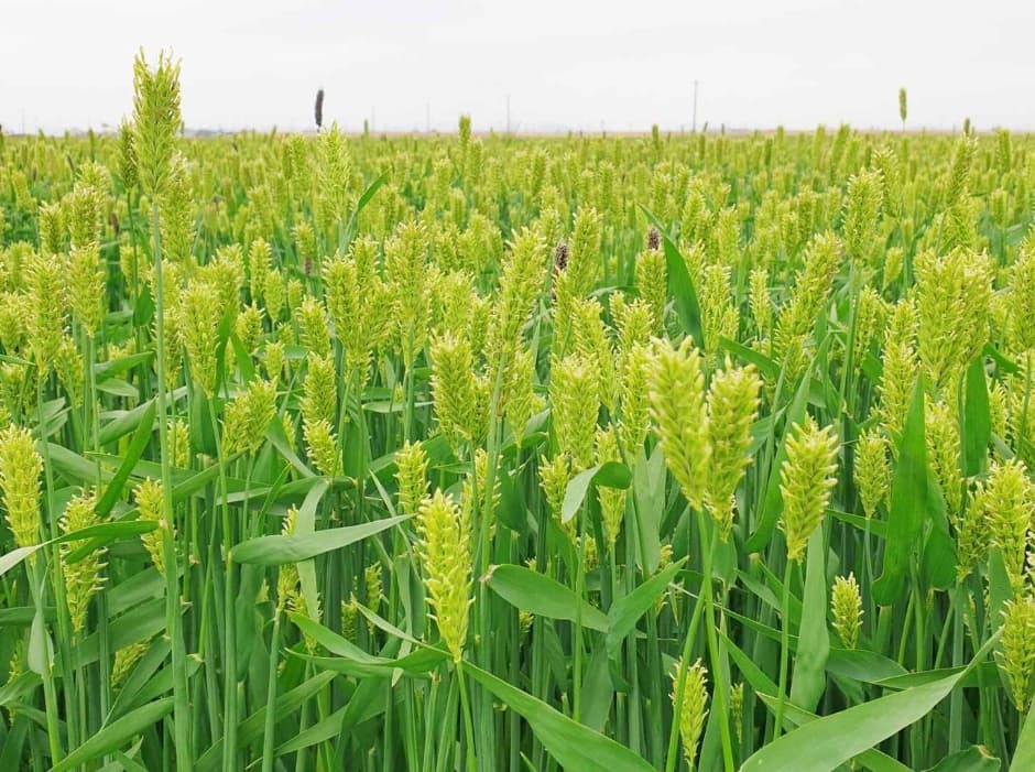 진봉새만금보리밭축제
