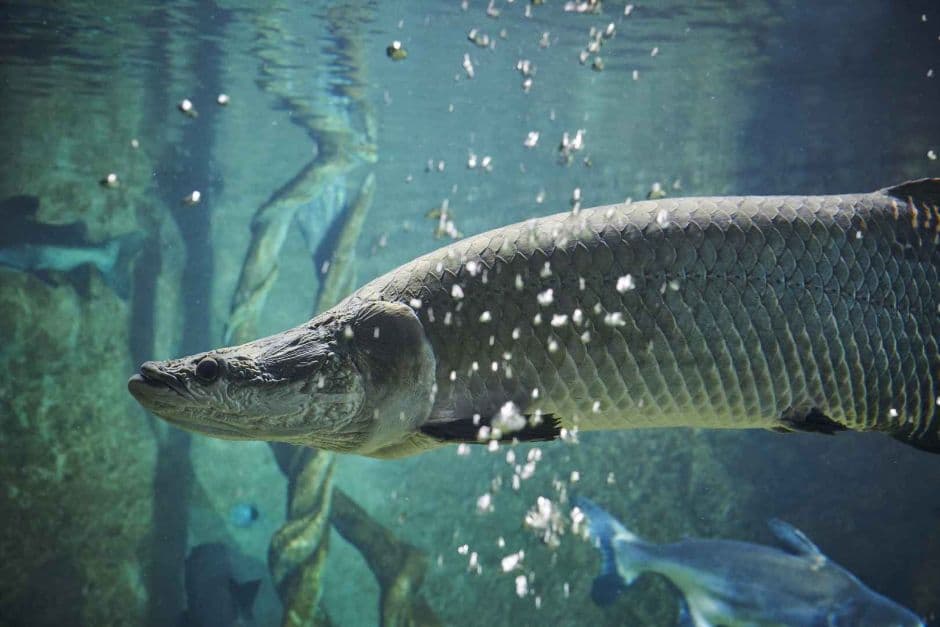 유성구_대전 엑스포 아쿠아리움 (39)