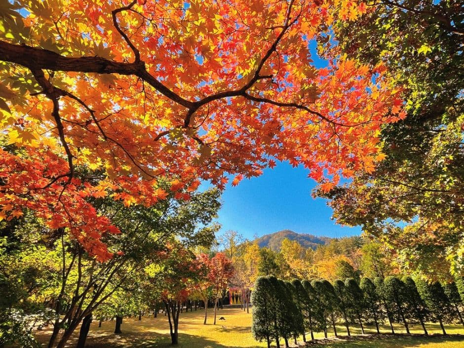 Isla Namisum (남이섬)