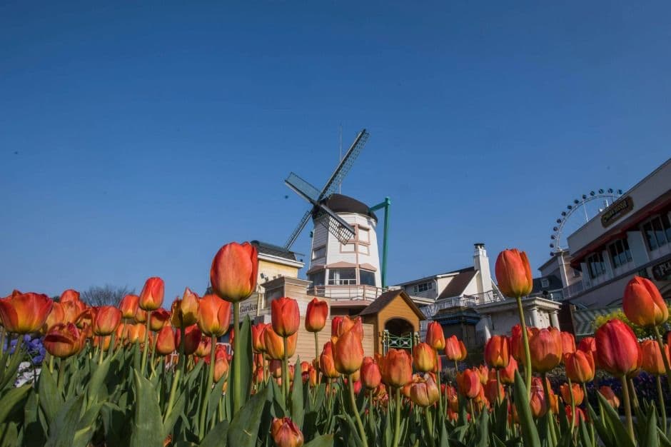 Four Seasons Garden (에버랜드 튤립가든)