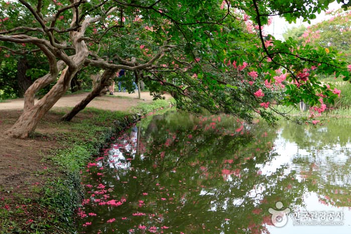 Jardin Myeongokheonwollim (담양 명옥헌 원림)