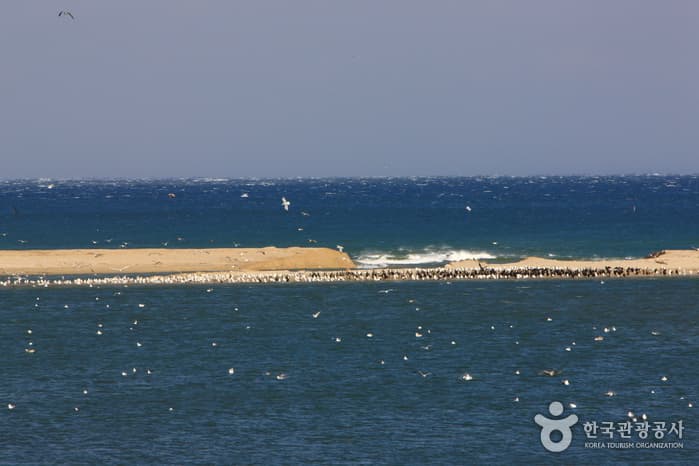 남대천 철새이미지_02