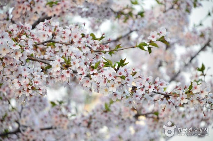 석촌호수 벚꽃축제_008