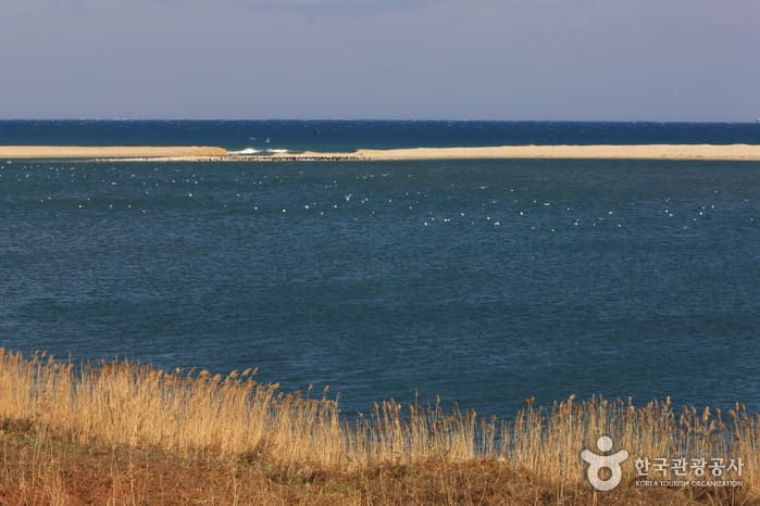 남대천 철새이미지_03