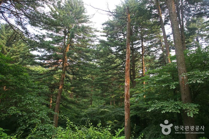 경기_가평_아름드리 잣나무가 있는 명품 치유의 숲, 가평 잣향기푸른숲03