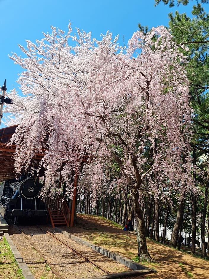 제주_제주시_삼무공원_능수벚꽃2