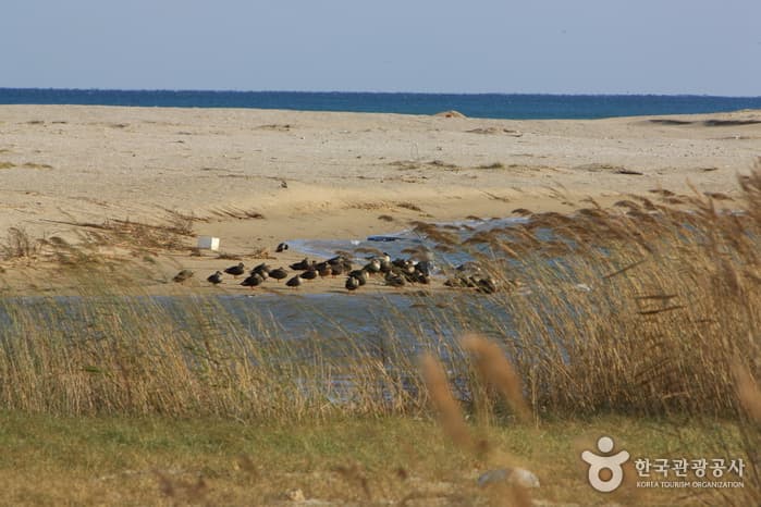 남대천 철새이미지_04