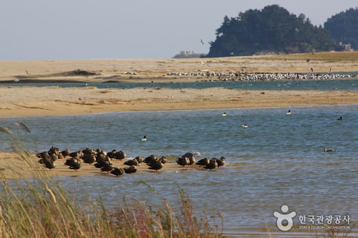 남대천 철새이미지_06