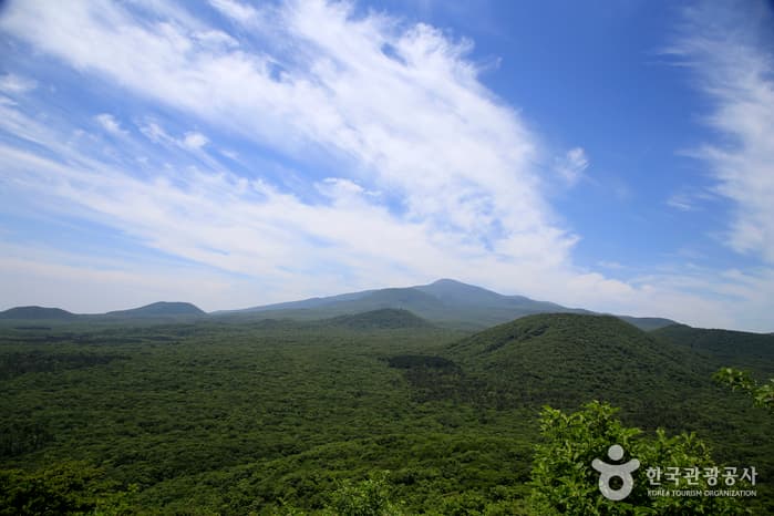 제주_제주 사려니숲 에코힐링05