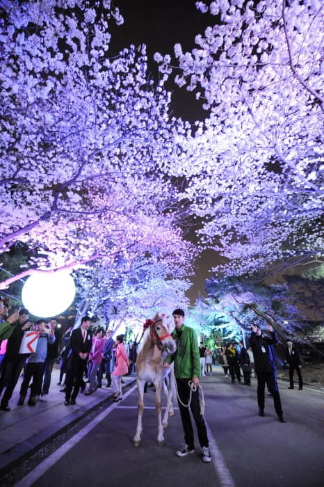 렛츠런파크 서울 야간벚꽃축제 2018 (4)