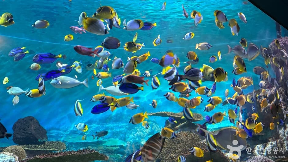 코엑스 아쿠아리움_10