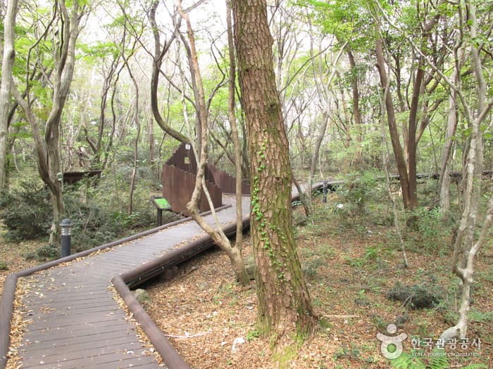 서귀포자연휴양림 (4)
