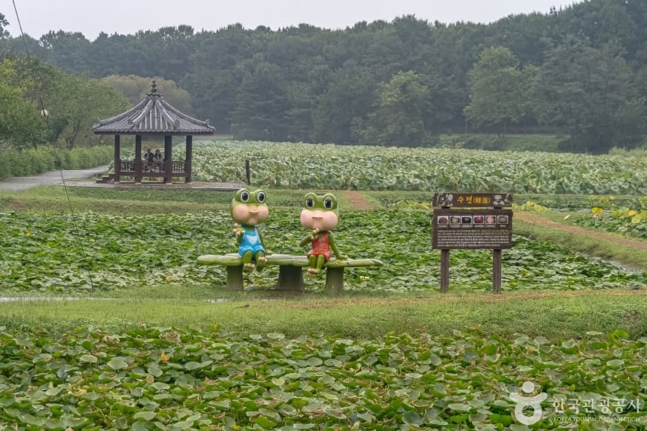 내동마을연꽃단지3